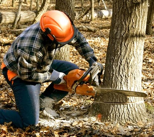 Tree Removal in Charlton, MA
